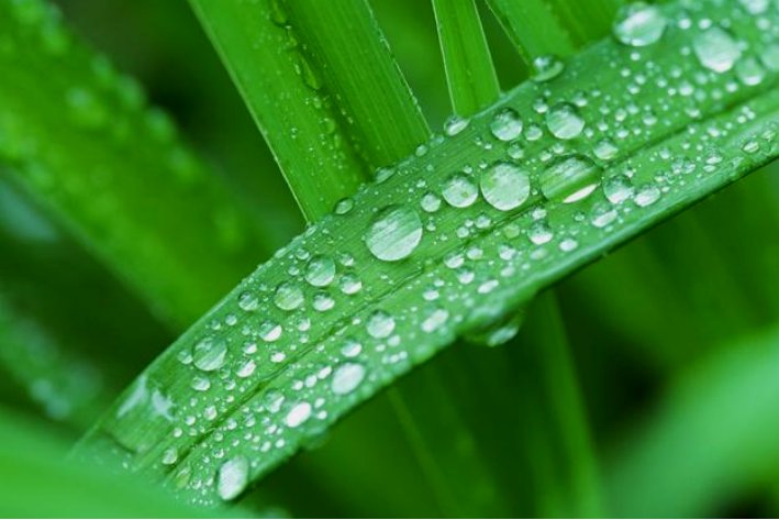 露水是什么意思？