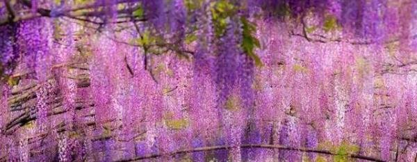 成都隐藏的紫藤萝花海:千米美景,少有人知