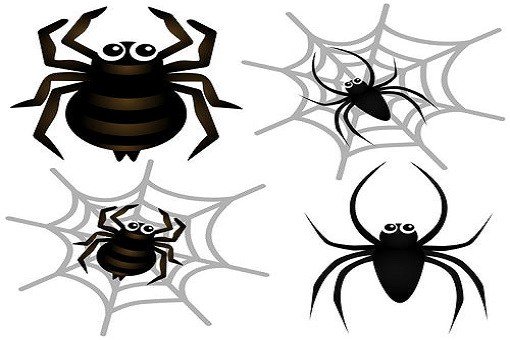 spider是什么意思，有什么短语呢？