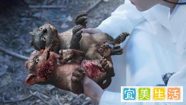 《雪中悍刀行》：两只虎夔被徐凤年收养，可是后来纷纷送人