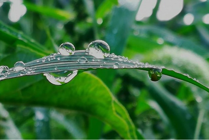 露水是什么意思?