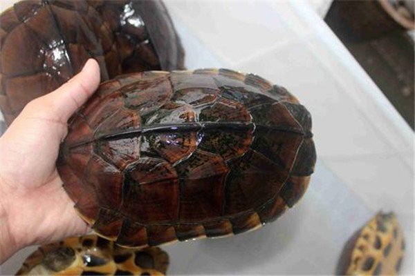 南石龟为什么很少人养？