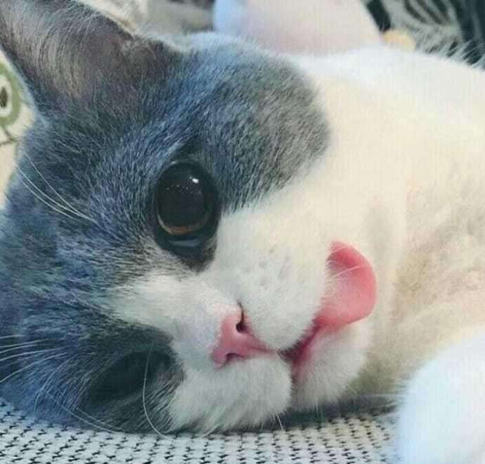 宠物做完绝育手术后会有一副生无可恋的表情,这是为什么?
