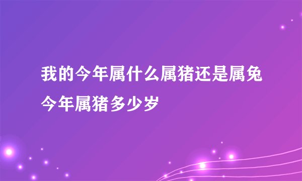 我的今年属什么属猪还是属兔今年属猪多少岁