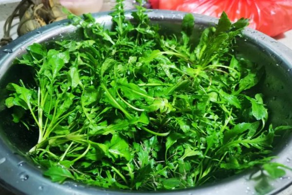 荠菜读ji还是qi