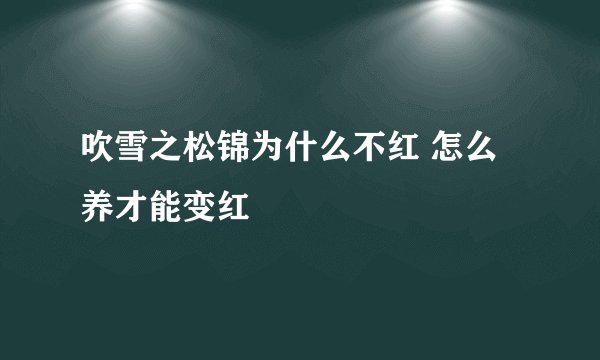 吹雪之松锦为什么不红 怎么养才能变红