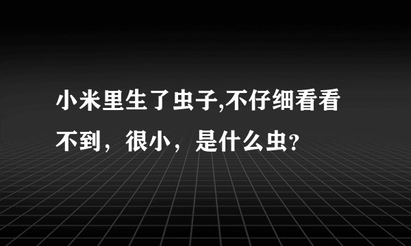 小米里生了虫子,不仔细看看不到，很小，是什么虫？