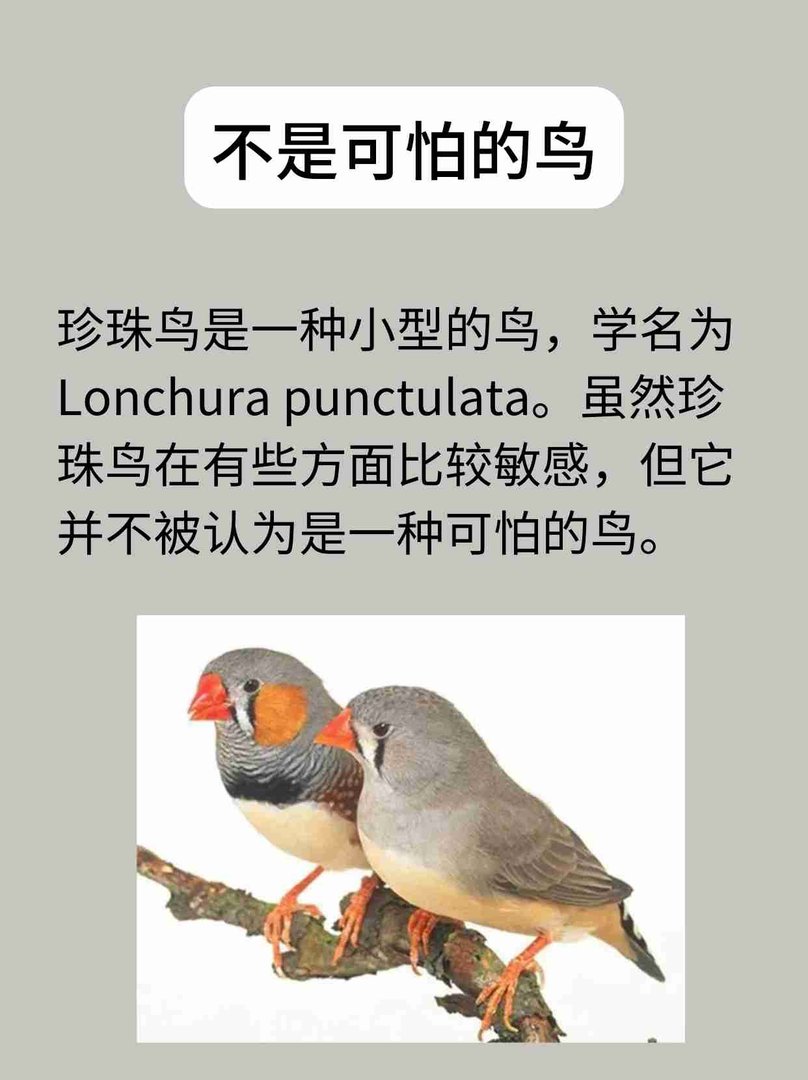 珍珠鸟是一种可怕的鸟吗？