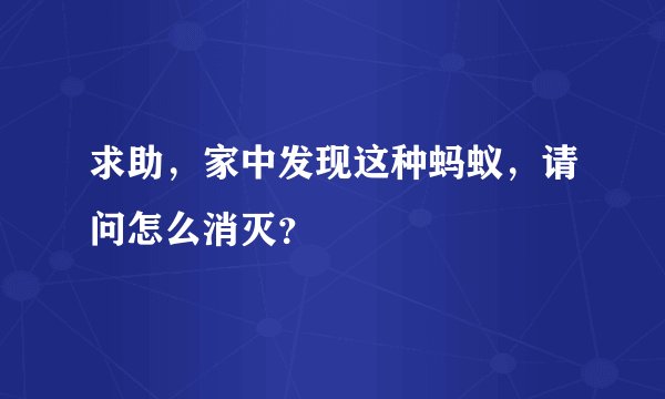 求助，家中发现这种蚂蚁，请问怎么消灭？