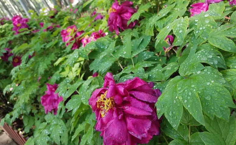 李清照《残花》的全诗