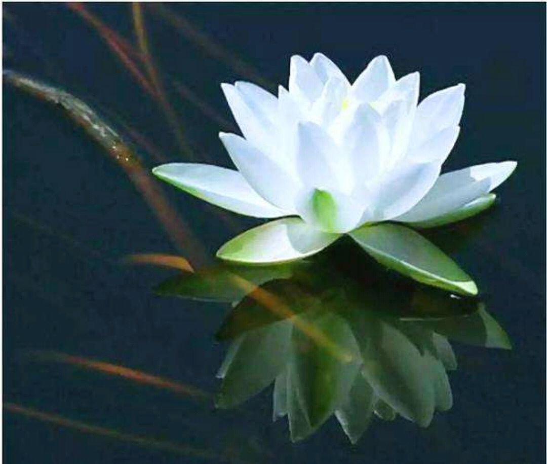 青莲是一种什么样的植物？