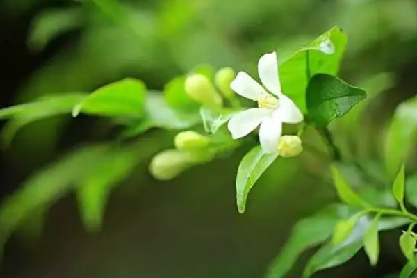二年级家长意见怎么写 简短