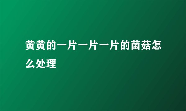 黄黄的一片一片一片的菌菇怎么处理