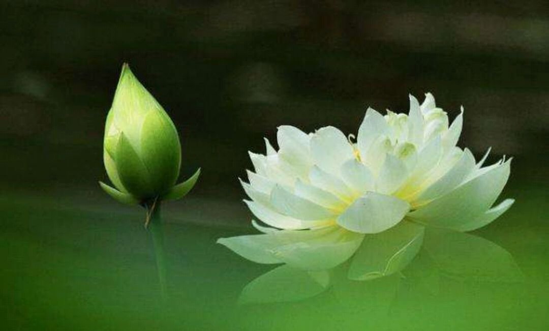 青莲是一种什么样的植物?