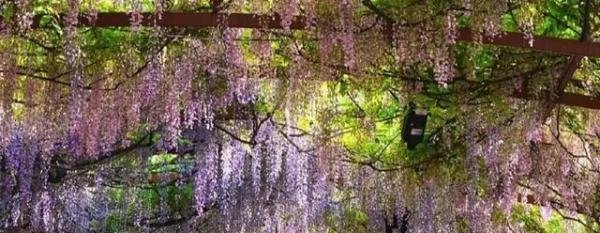 成都隐藏的紫藤萝花海：千米美景，少有人知