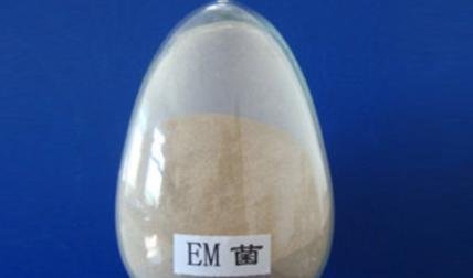 em菌是什么东西