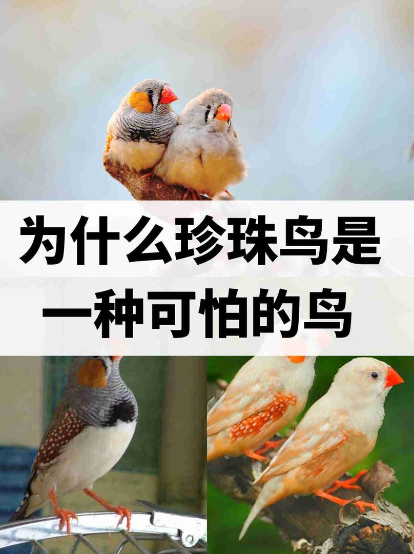 珍珠鸟是一种可怕的鸟吗？