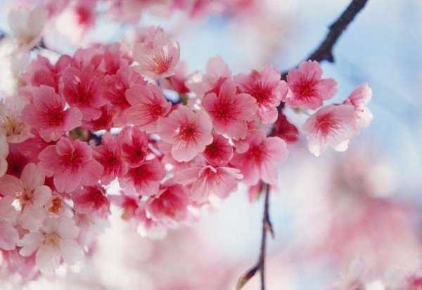 SAKURA是什么意思?