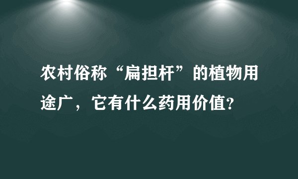 农村俗称“扁担杆”的植物用途广，它有什么药用价值？