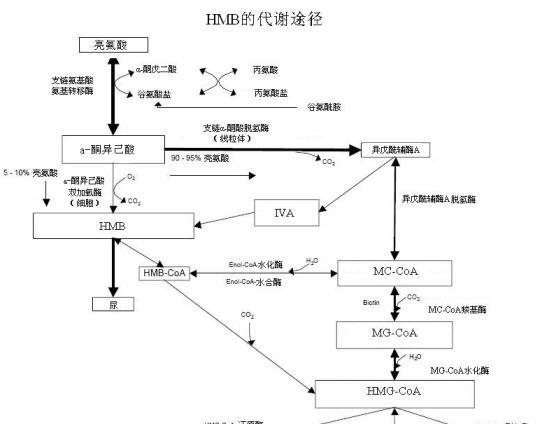 HMB的来源及代谢