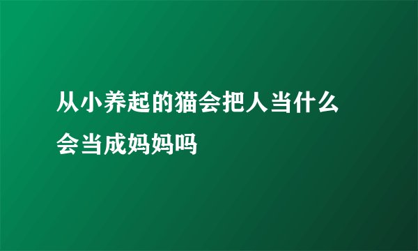 从小养起的猫会把人当什么 会当成妈妈吗