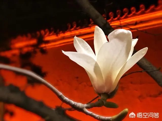 春风十里不如赏花,北京赏花指南是什么?