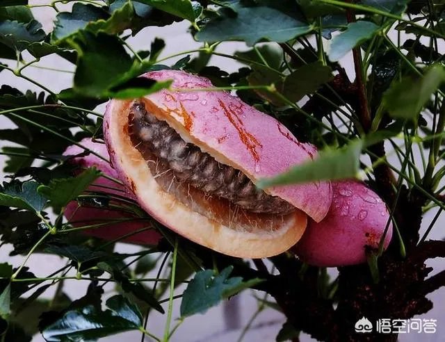 想通过种植什么东西致富,有哪些靠谱的?
