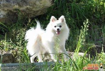 一条狐狸犬要多少钱,以及图片