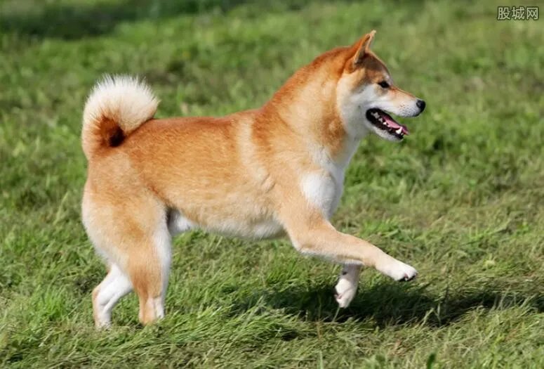 世界名犬排行榜 世界名犬图片及价格
