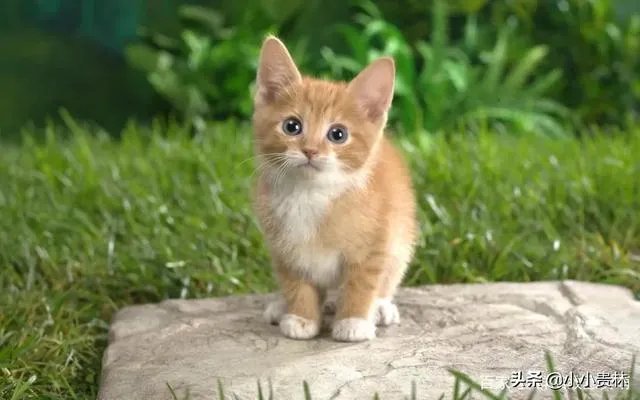 高楼住户适合养猫吗?