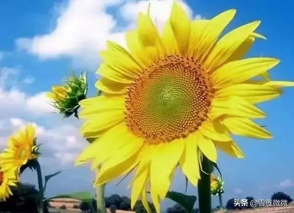 男生当女生工具人