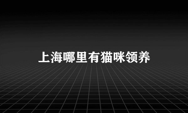 上海哪里有猫咪领养