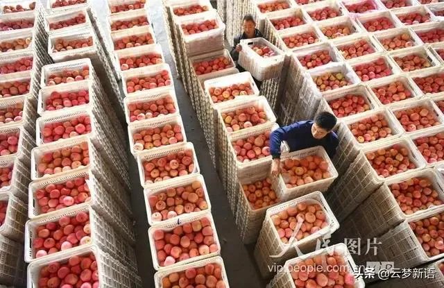 现在苹果价格的行情如何？