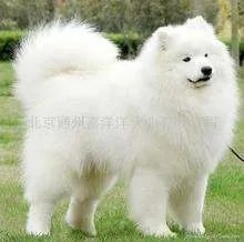 一条狐狸犬要多少钱,以及图片