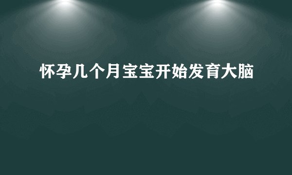 怀孕几个月宝宝开始发育大脑