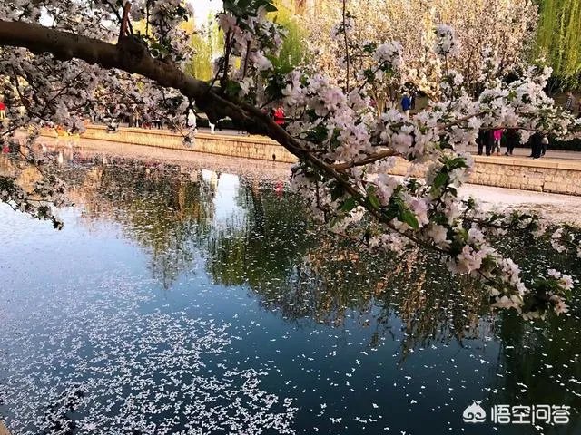 春风十里不如赏花,北京赏花指南是什么?