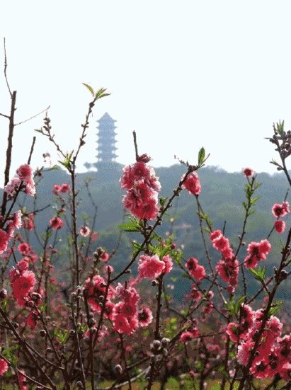 河北会和去年的武汉一样，封城吗？