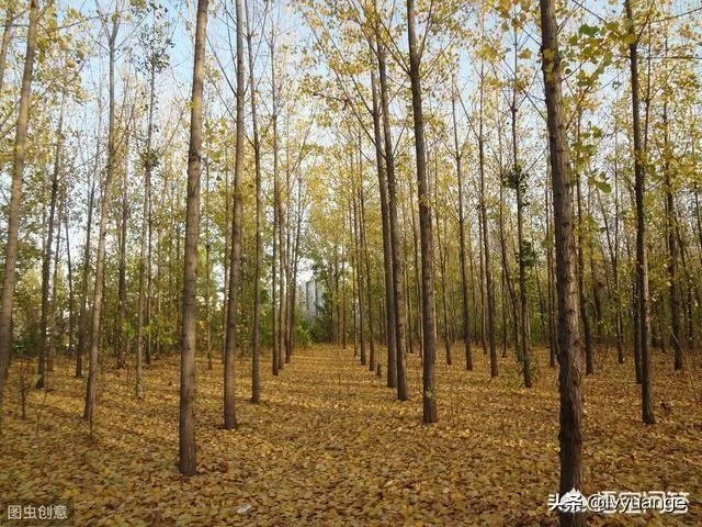 107杨树育苗扦插成活率是多少?怎么才能成活率高?
