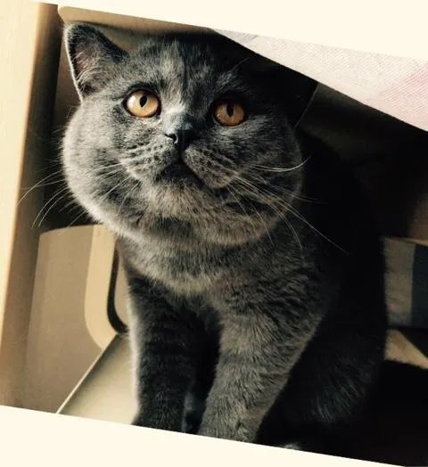 高楼住户适合养猫吗?