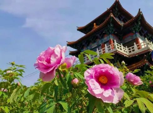 代表连续4年建议牡丹为国花，为什么要确定国花?