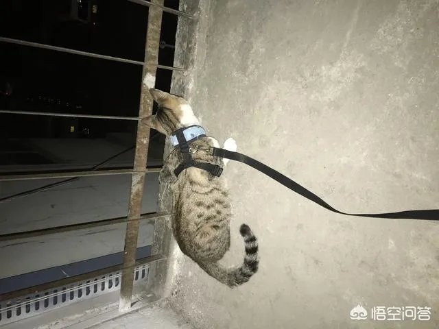 高楼住户适合养猫吗?