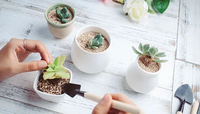 观音莲开花吗 观音莲开什么样的花