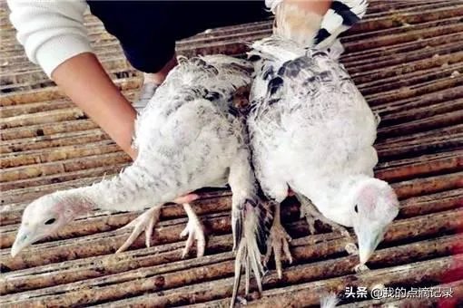 火鸡养殖前景怎么样?