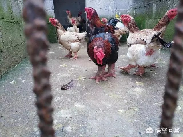 你们农村致富故事有哪些?