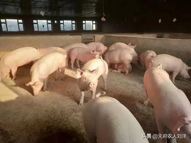 养猪效益怎样?