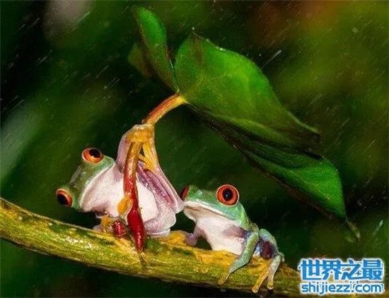 打伞树蛙是真的吗 树蛙真的存在这样的行为吗？ 