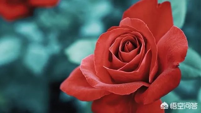 花店里卖的玫瑰明明都是月季花，可人们为什么总说是玫瑰花？
