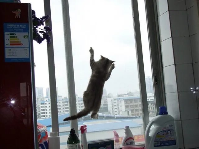 高楼住户适合养猫吗?