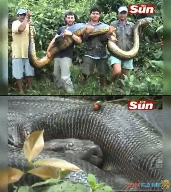 大得难以想象 那些震撼世人的巨型动物