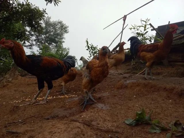 火鸡养殖前景怎么样?